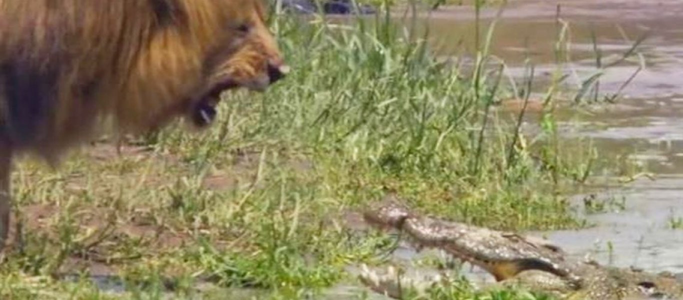 Επίδειξη δύναμης λιονταριού σε κροκόδειλο! (βίντεο)